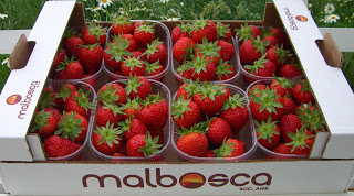 Fragole fresche Malbosca