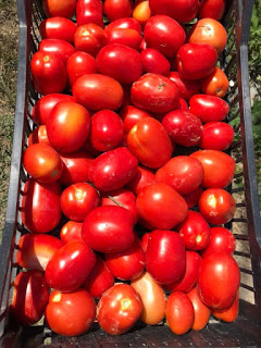 Pomodori biologici freschi