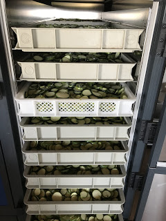 zucchine biologiche fresche pronte da disidratare