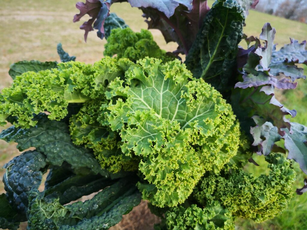 Bouquet Malbosca di cavolo riccio, cavolo nero e cavolo viola