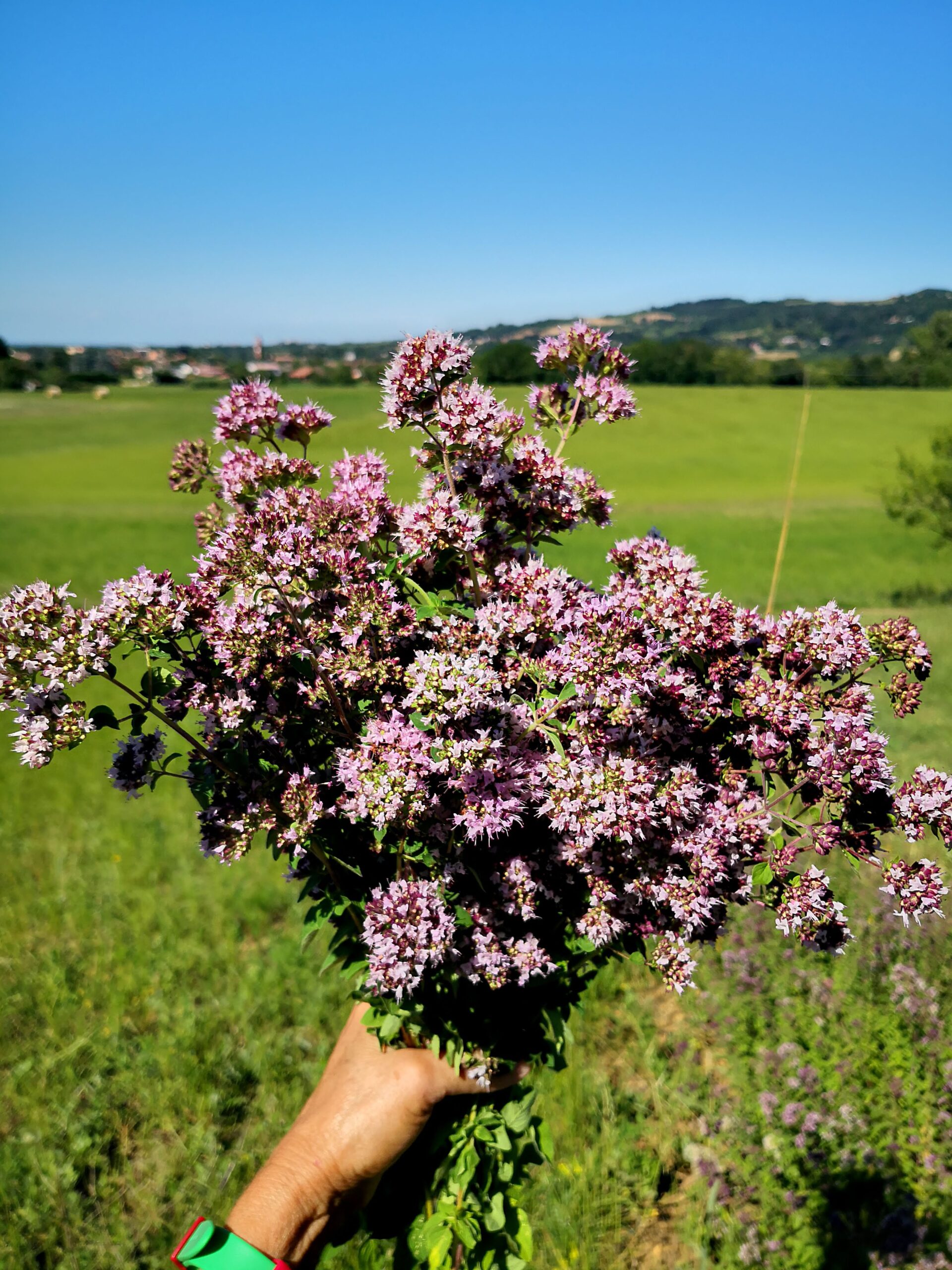 Fiori di origano biologico Malbosca