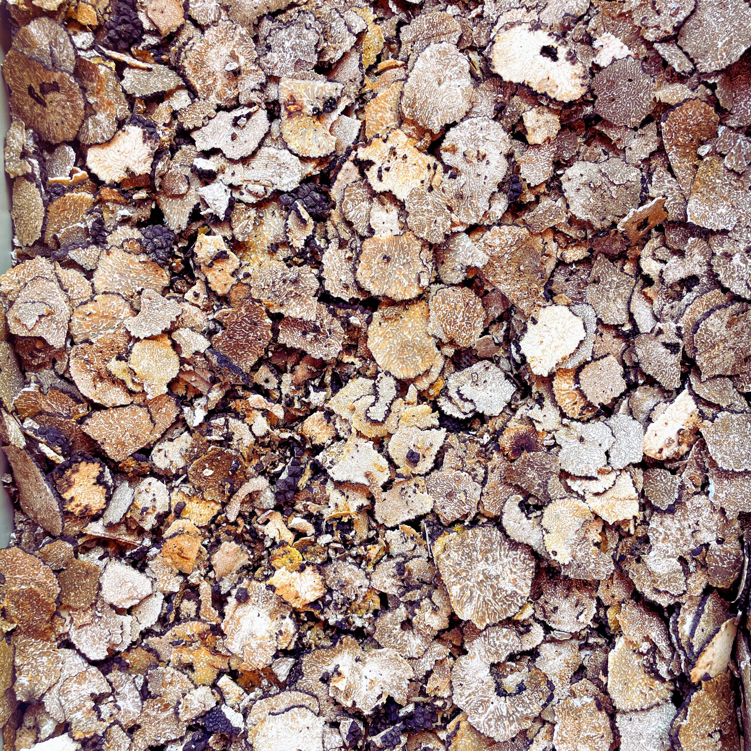 Tartufo nero estivo disidratato Tuber aestivum Oltrepò Pavese
